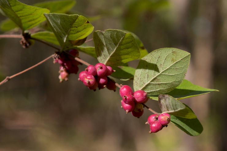 Τύποι και ποικιλίες snowberry